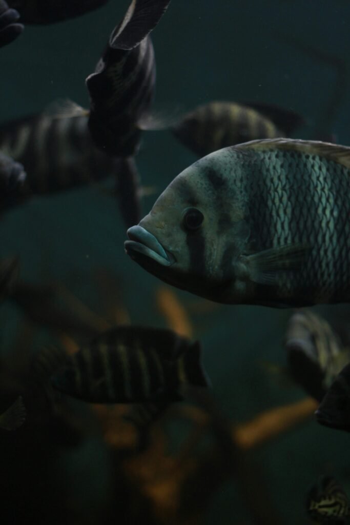 Vibrant fish in a dark aquatic setting showcasing serene marine life.